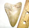 Fossil Megalodon Shark Tooth